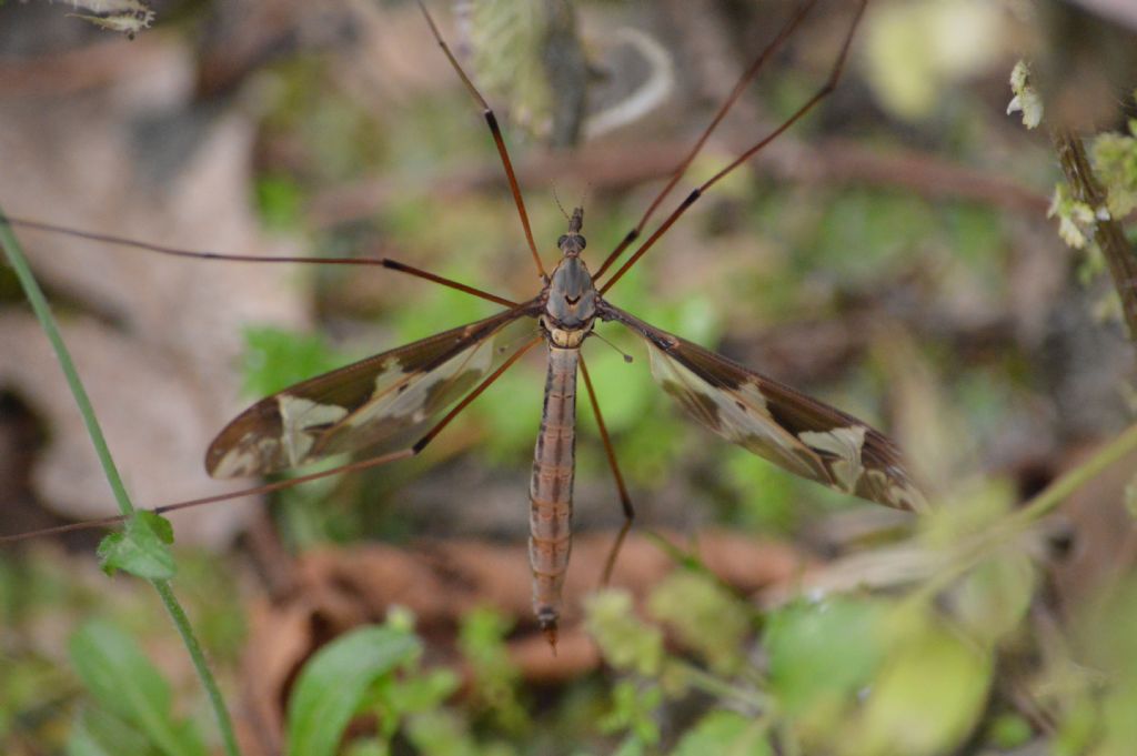 Tipulidae: Tipula maxima, femmina